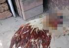 La gallina que sigue viviendo sin cabeza