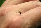 Confirmaron tres casos de dengue en ciudad de Córdoba