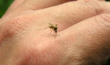 Confirmaron tres casos de dengue en ciudad de Córdoba
