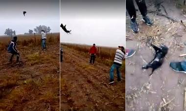 Villa del Rosario : Crueldad sin límites: se grabaron jugando al béisbol con un perro hasta matarlo