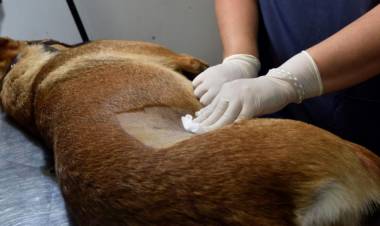 EL INTENDENTE BENEDETTI LLAMARÁ A CONCURSO PARA CUBRIR EL PUESTO DE VETERINARIO EN PLANTA PARA NUESTRO MUNICIPIO