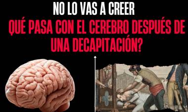 QUÉ PASA CON EL CEREBRO DESPUÉS DE UNA DECAPITACIÓN?