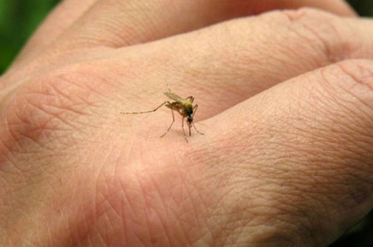 Confirmaron tres casos de dengue en ciudad de Córdoba