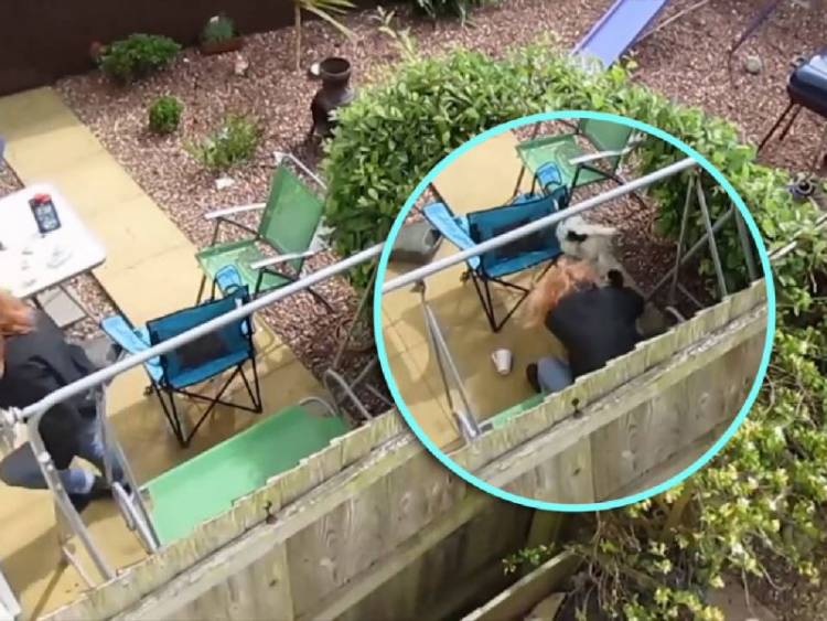 Golpeó a su perro porque tiró su café y terminó presa
