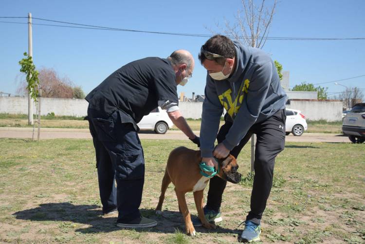 CAMPAÑA DE VACUNACIÓN ANTIRRÁBICA GRATUITA PARA FELINOS Y CANINOS